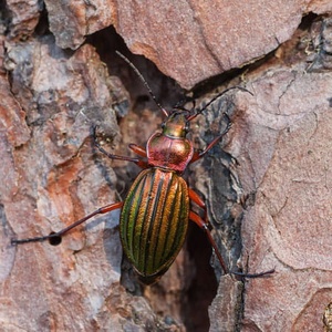 Carabe Carabus auronitens (©Symbiosphere-EPICTURA)
