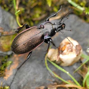 Carabe (Carabus nemoralis) (Photo : James K Lindsey)