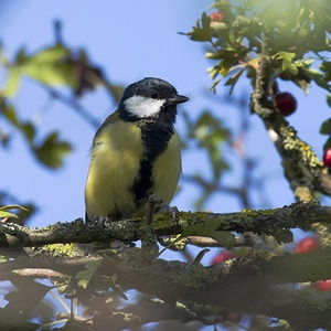 Mésange charbonnière (Parus major) (Photo : Jean Joachim)