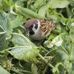 Moineau friquet (Passer montanus) (Photo : Jean Joachim)