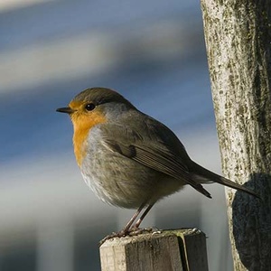 Rougegorge (Erithacus rubecula) (Photo : Jean Joachim)