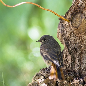 Rougequeue noir (Phoenicurus ochruros) (Photo : Jean Joachim)
