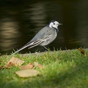 Bergeronnette grise (Motacilla alba) (Photo : Jean Joachim)