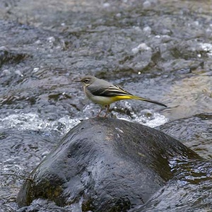 Bergeronnette des ruisseaux (Motacilla cinerea) (Photo : Jean Joachim)