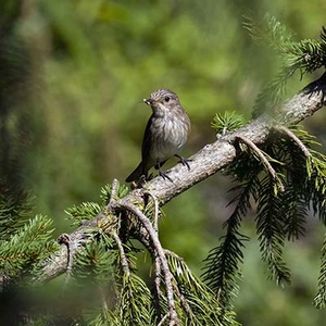 Gobemouche Gris (Muscicapa striata) (Photo : Jean Joachim)