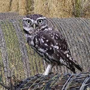 Chouette chevêche (Athene noctua) (Photo : Richard Crossley)