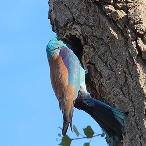 Rollier d'Europe (Coracias garrulus) (Photo : Michele Lamberti)