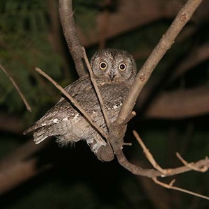 Petit duc (Otus scops) (Photo : Alvaro Rodríguez Alberich)