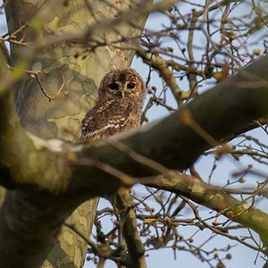 Chouette hulotte (Strix aluco) (Photo : Jean Joachim)