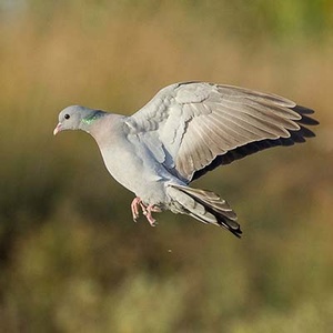 Pigeon Colombin (Columba oenas) (Photo : Jessica Joachim)