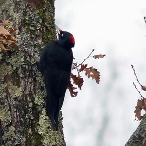 Pic noir (Dryocopus martius) (Photo : Jean Joachim)