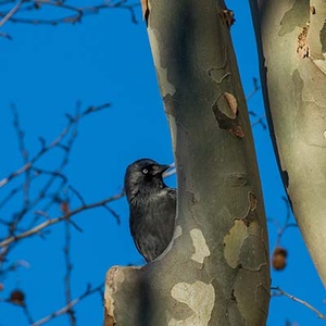 Choucas des tours (Coloeus monedula) (Photo : Jean Joachim)