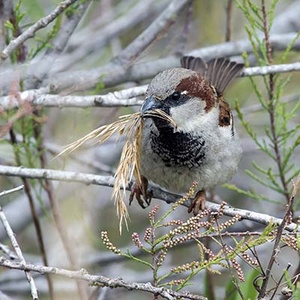 Moineau domestique (Passer domesticus) (photo : Jean Joachim)