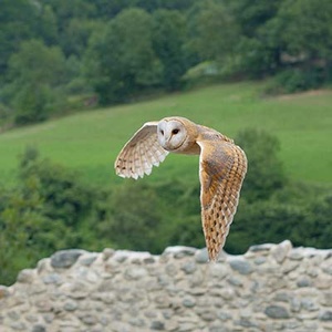 Chouette effraie (Tyto alba) (Photo : Luc Viatour)