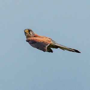 Faucon crécerelle (Falco tinnunculus) (Photo : Jean joachim)