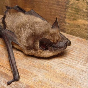 Chauve-souris serotine commune (Eptesicus serotinus) (Photo : Mnolf)