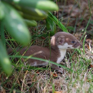 Belette (Mustela nivalis) (Photo : Richenza)