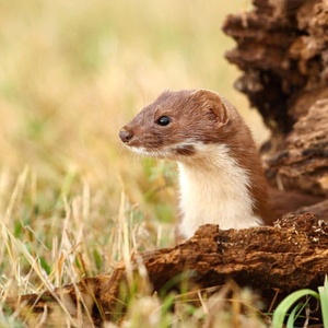 Belette (Mustela nivalis)