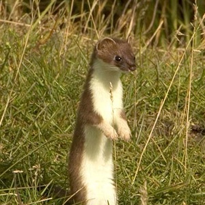 Hermine (Mustela erminea) (Photo : Steve Hillebrand)