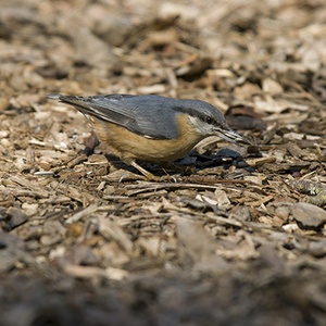 Sittelle torchepot (Sitta europaea) (Photo : Jean Joachim)