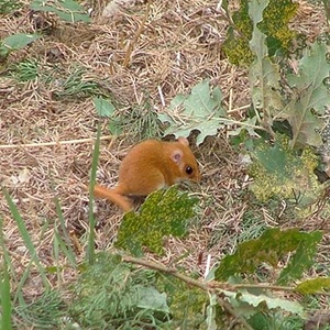 Muscardin (Muscardinus avellanarius) (Photo : Massimo L)