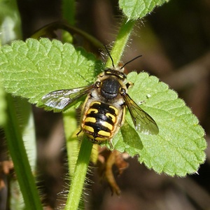 Abeille cotonnière (Anthidium manicatum) (Photo : gailhampshire)