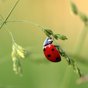 Coccinelle sept points (Coccinella septempunctata) (Photo : Myriams)