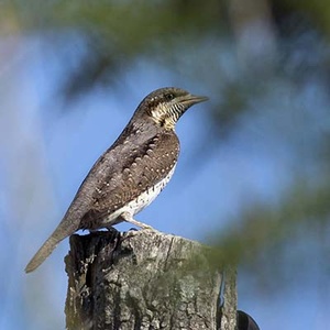 Torcol Fourmilier (Jynx torquilla) (Photo : Jean Joachim)