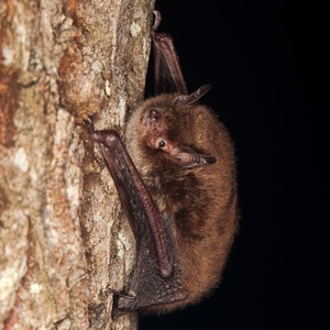 Chauve-souris Murin de Daubenton Myotis daubentonii (Rauno-Kalda)