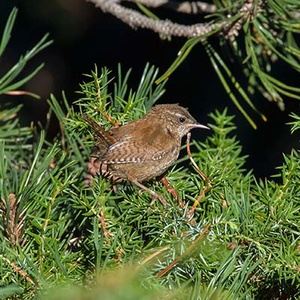 Troglodyte mignon Troglodytes troglodytes (Jean Joachim)