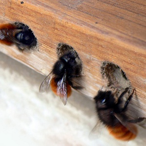Osmie cornue (Osmia cornuta) (Photo : Lamiot)