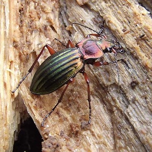Carabe (Chrysocarabus auronitens)(photo : Hagen de Merak)
