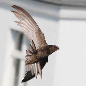 Martinet noir (Apus apus) (Photo : Klaus Roggel)