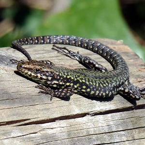 Lezard des murailles (Podarcis muralis) (Photo : Lucarelli)
