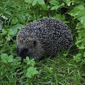 Herisson (Erinaceus europaeus) (Photo : IJpbw)