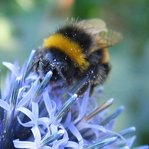 Bourdon (Bombus lucorum) (Photo : Kristian Peters)