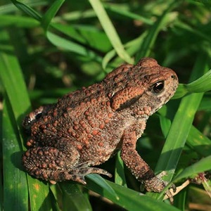 Crapaud commun (Bufo bufo) (Photo :Korall)