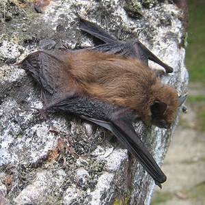 Chauve-souris Pipistrelle commune (Pipistrellus pipistrellus) (Photo : Tisserant)