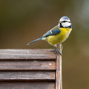 Mésange Bleue (Cyanistes caeruleus) (Photo : Symbiosphere)