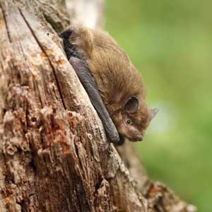 Chauve-souris Pipistrelle (Pipistrellus pipistrellus)(Photo : Symbiosphere)