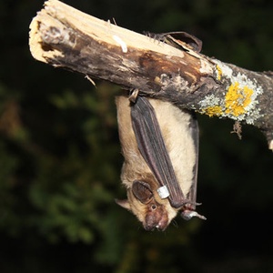 Chauve-souris Serotine commune (Eptesicus serotinus)(©Symbiosphere)