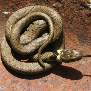 Reptilhiberne - Aménagement reptiles - Couleuvre à collier
