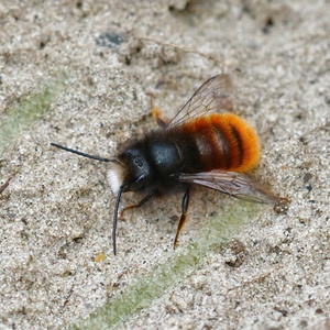 MediumBee - Gîte à abeilles solitaires & Cie - Abeille_solitaire_Osmie_cornue_Osmia_cornuta1©Symbiosphere