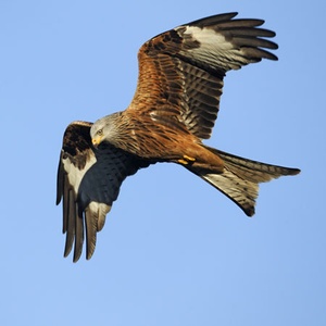 Milan royal Milvus milvus ©Symbiosphere NestCouffin T2 - Corbeille pour rapaces