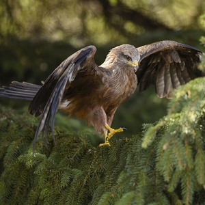 Milan noir Milvus migrans ©Symbiosphere NestCouffin T2 - Corbeille pour rapaces