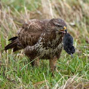 Buse variable Buteo buteo ©Symbiosphere NestCouffin T2 - Corbeille pour rapaces