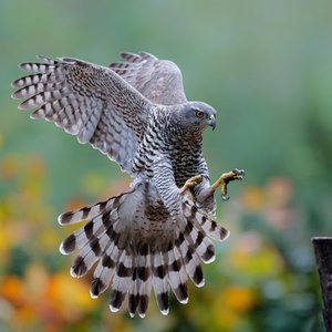 Autour des palombes Accipiter gentilis ©Symbiosphere NestCouffin T2 - Corbeille pour rapaces