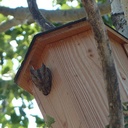 Maxi-Avibox(taille1) - Nichoir pour hibou petit duc scops - SYMBIOSPHERE