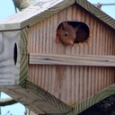 Squihotte - Nichoir à écureuils - SYMBIOSPHERE