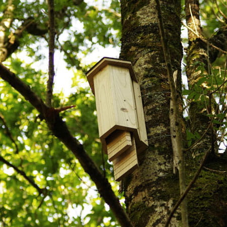 MaxiBatcave - Nichoir à chauves-souris - SYMBIOPSHERE